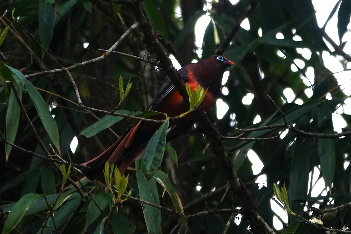 Ward's Trogon - ML637608229