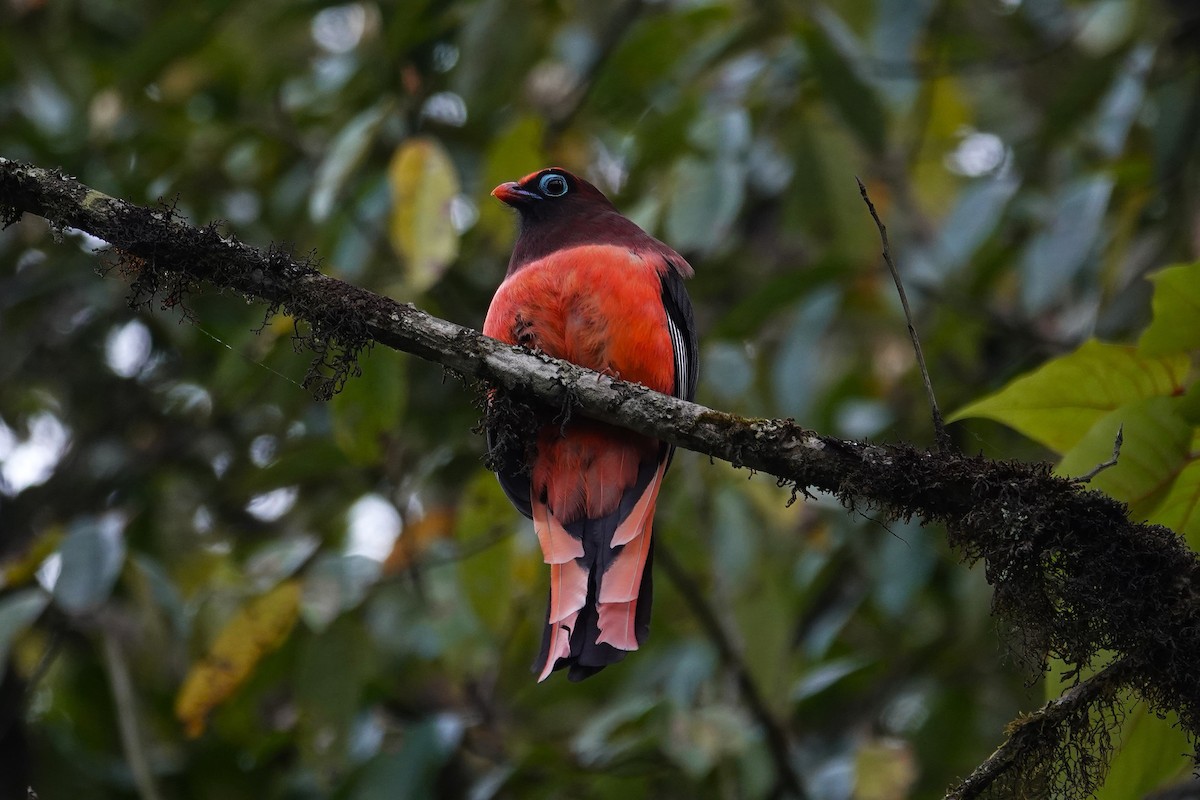 Ward's Trogon - ML637608230