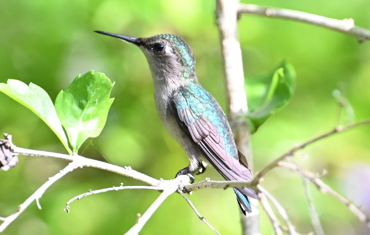 Bee Hummingbird - ML637608240
