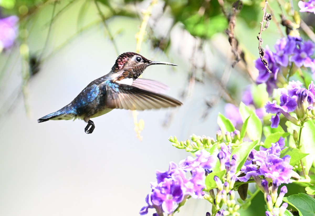 Bee Hummingbird - ML637608241