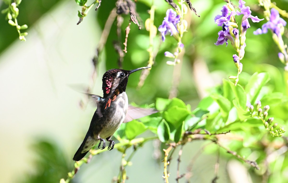 Bee Hummingbird - ML637608242