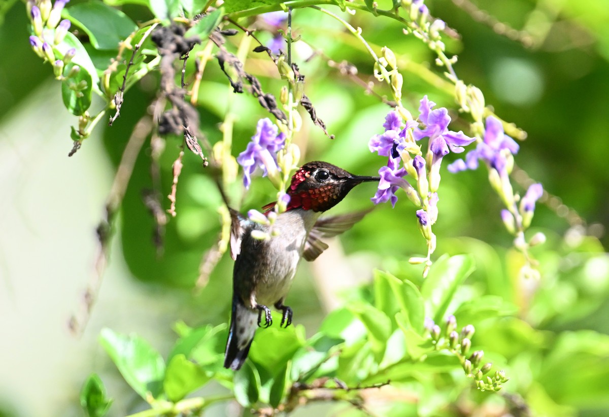 Bee Hummingbird - ML637608244