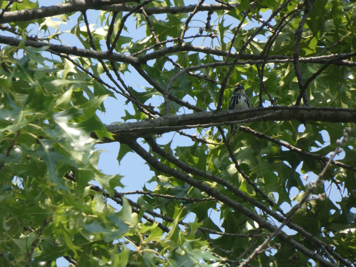 Black-and-white Warbler - ML637608265