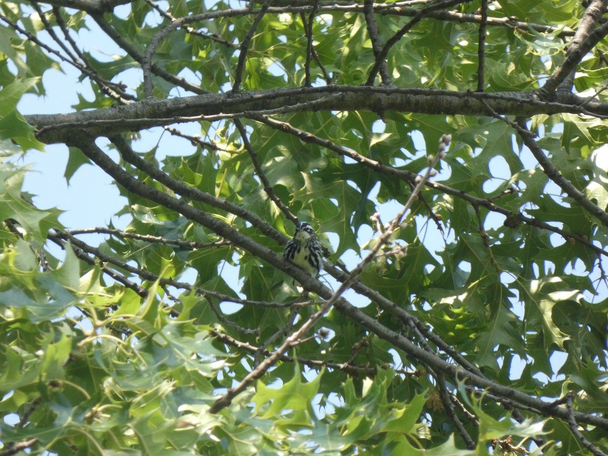 Black-and-white Warbler - ML637608266
