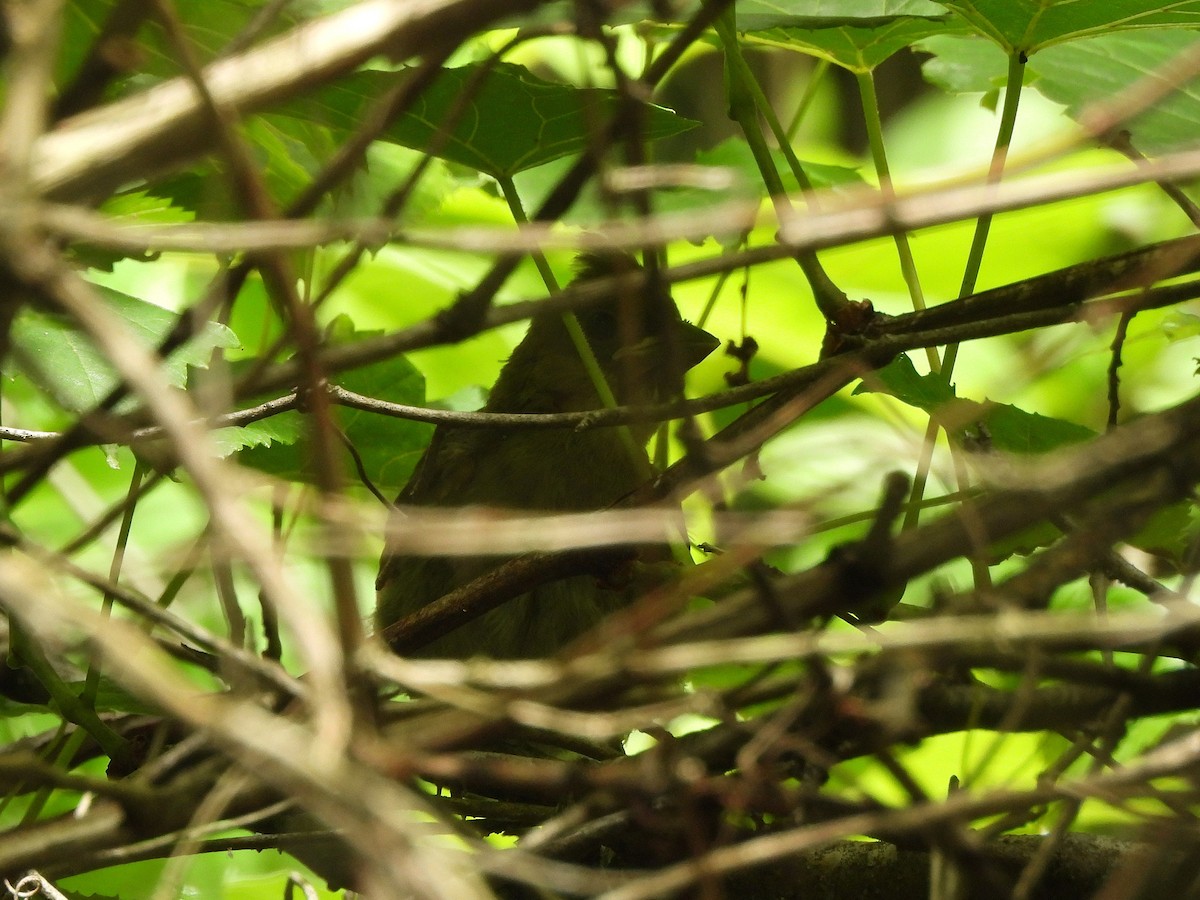 ショウジョウコウカンチョウ - ML637608282