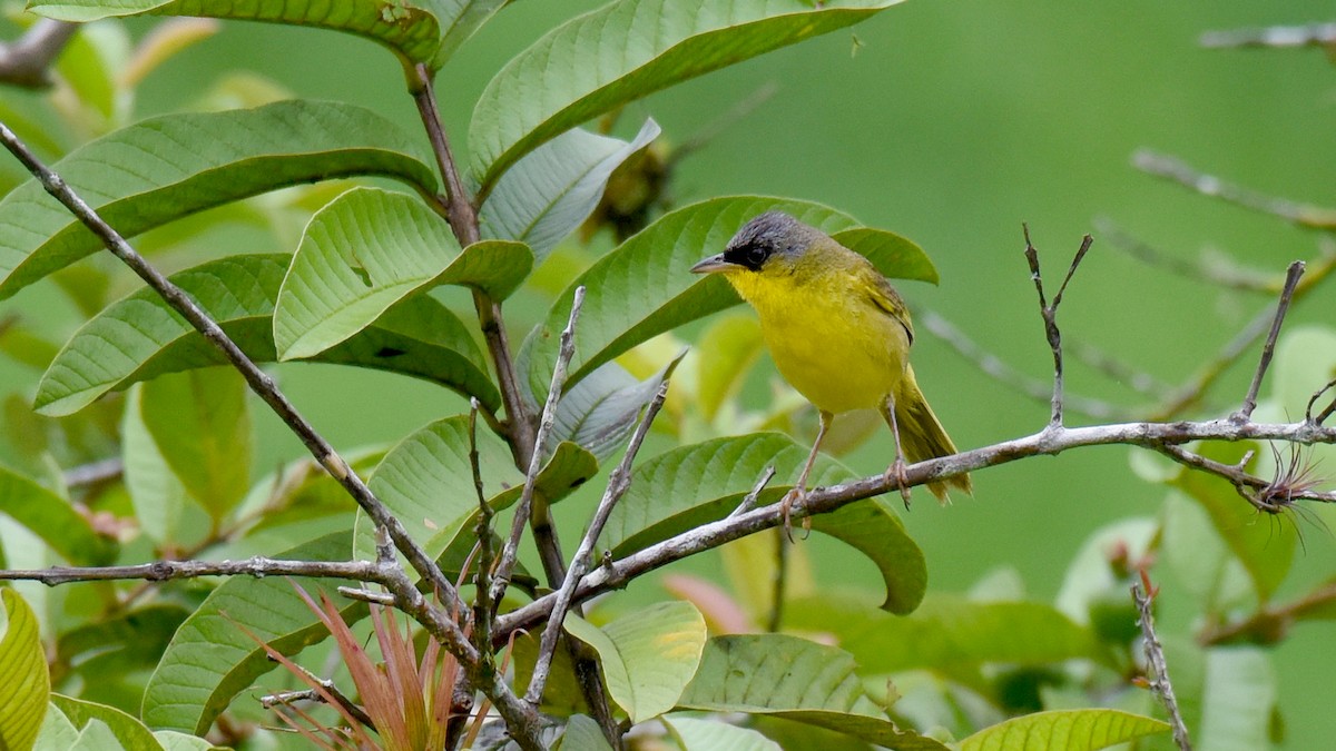 Gray-crowned Yellowthroat - ML637608305