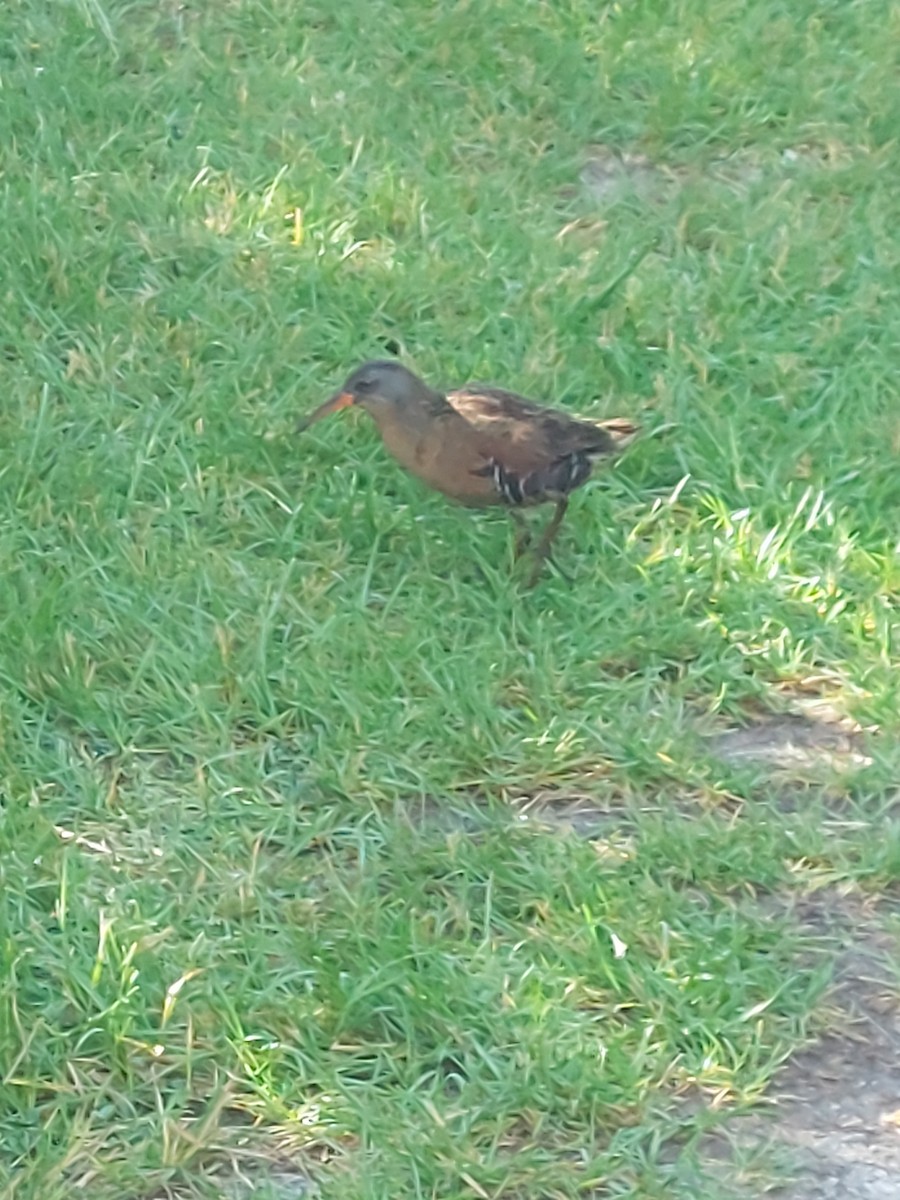 Virginia Rail - ML637608338