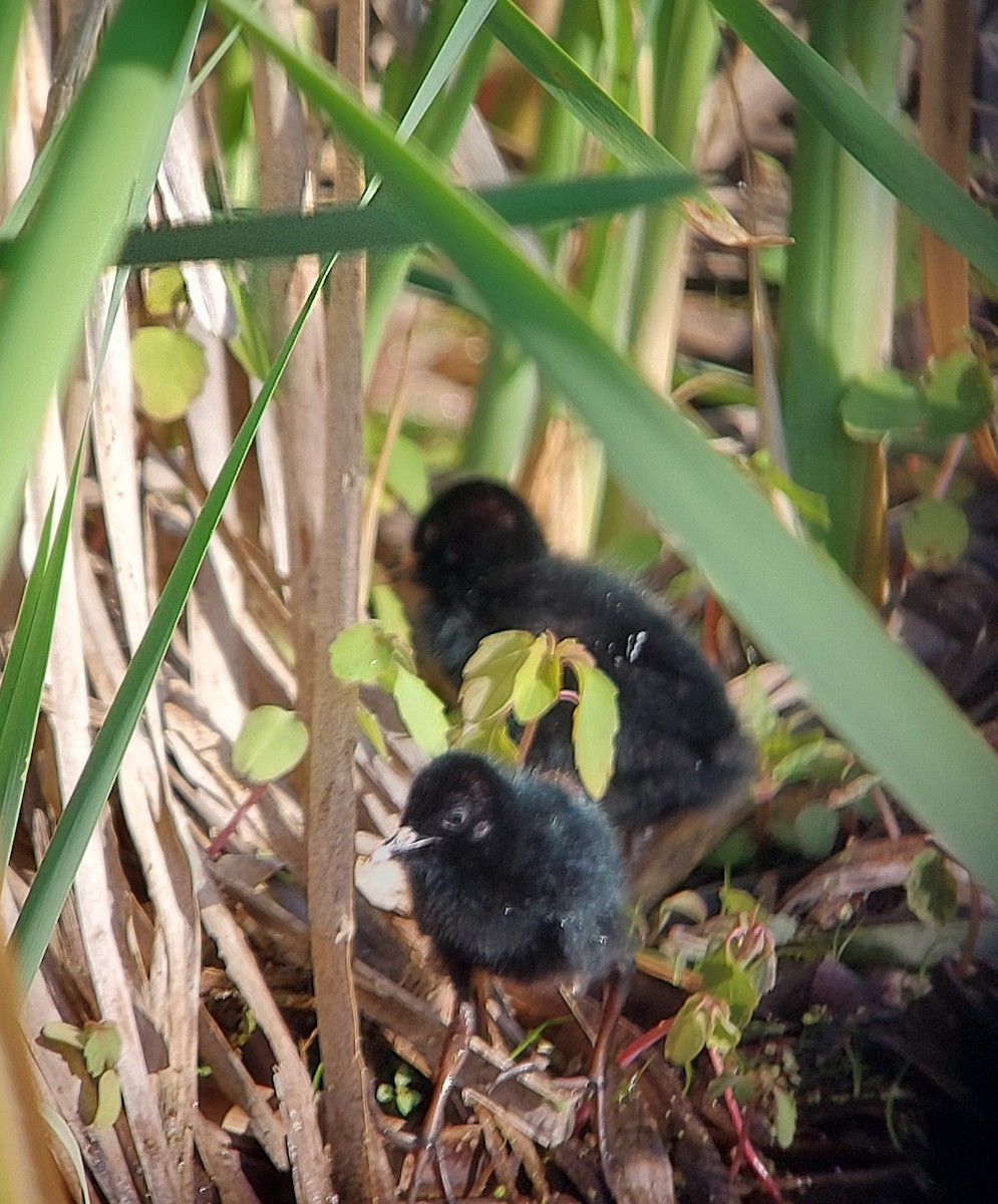 Virginia Rail - ML637608352