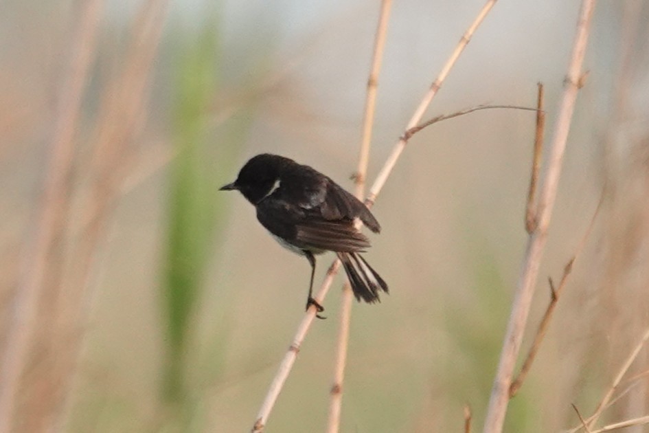 White-tailed Stonechat - ML637608354