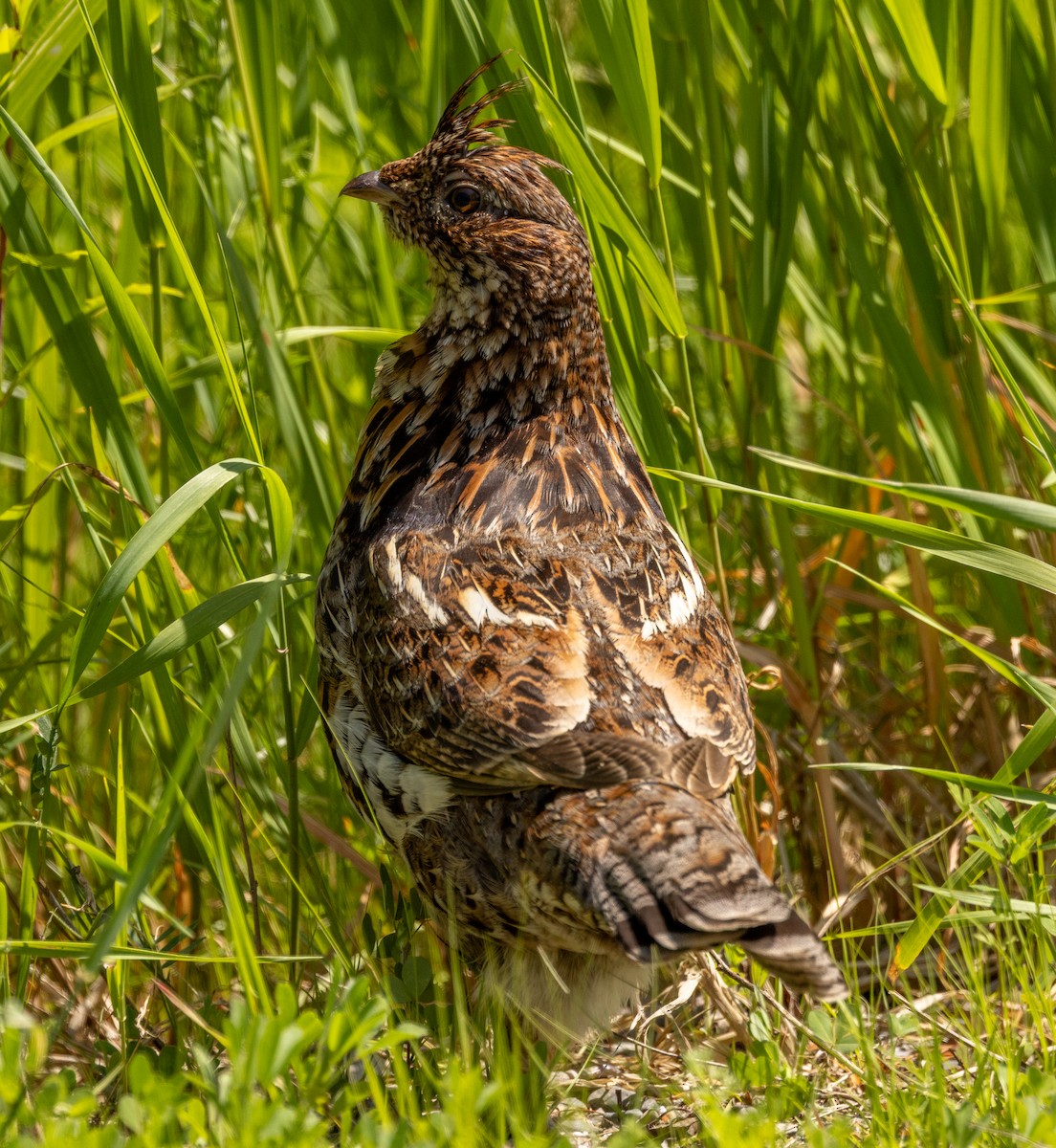 Ruffed Grouse - ML637608356