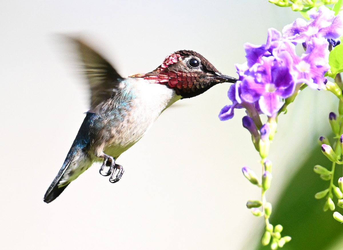 Bee Hummingbird - ML637608357