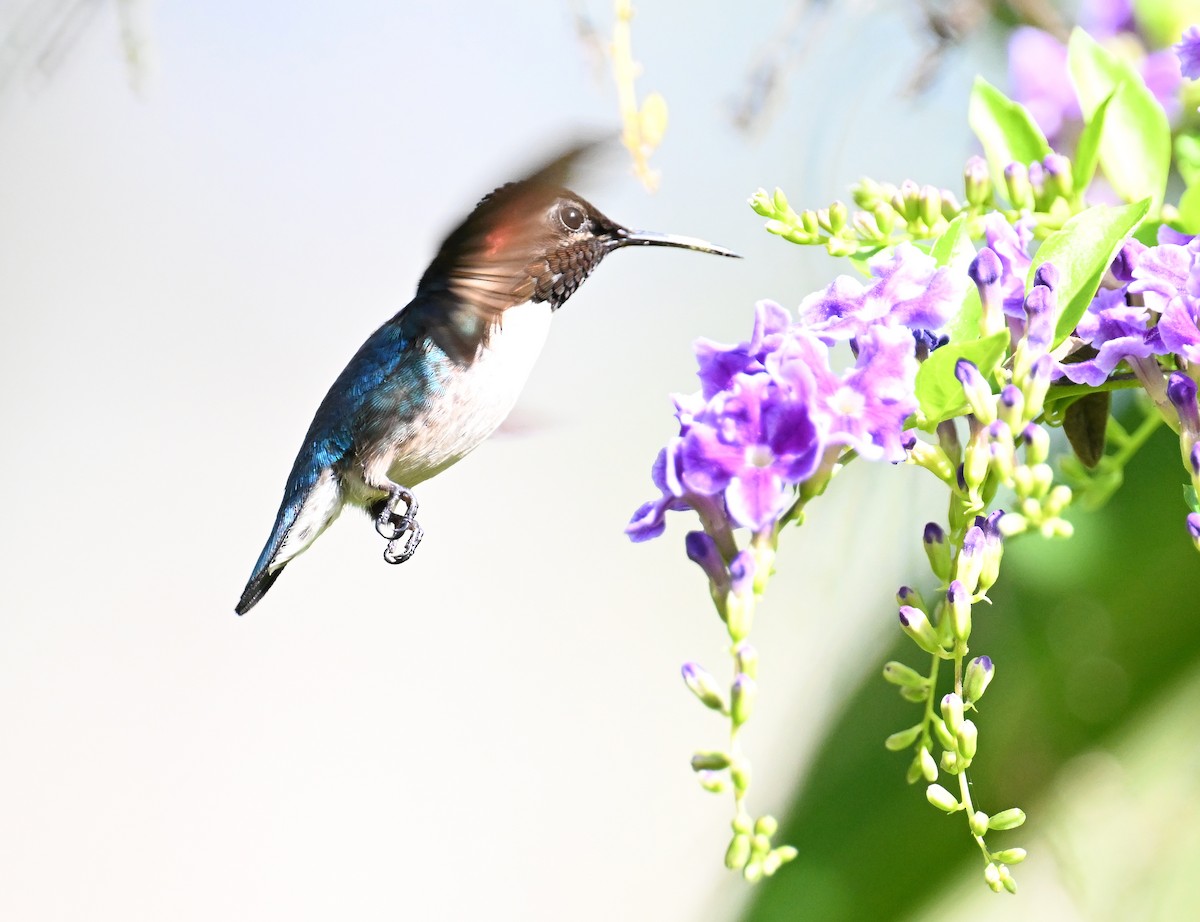 Bee Hummingbird - ML637608358