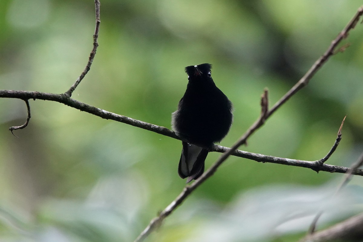 Black-bellied Hummingbird - ML637608407