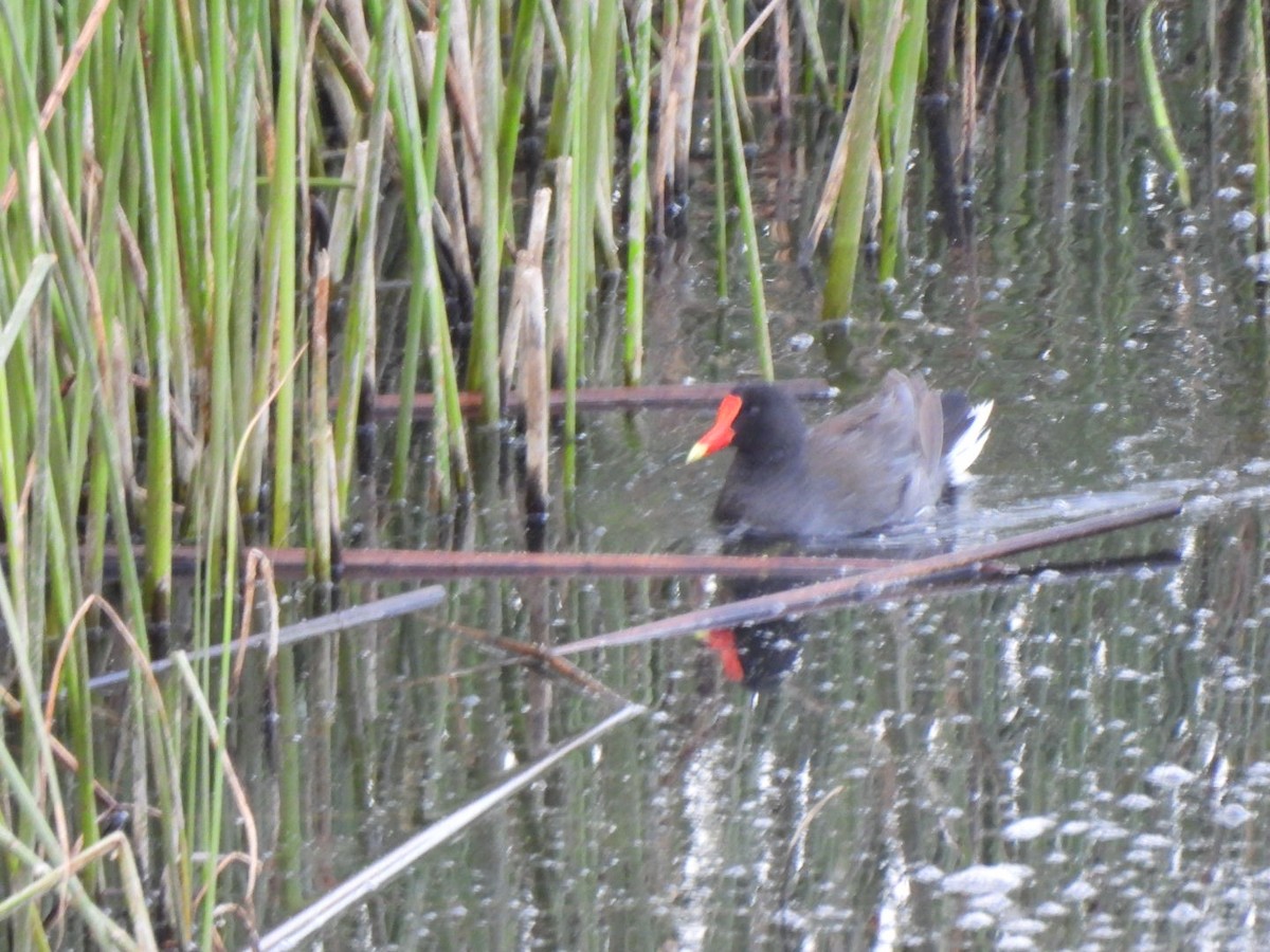 slípka americká - ML637608408