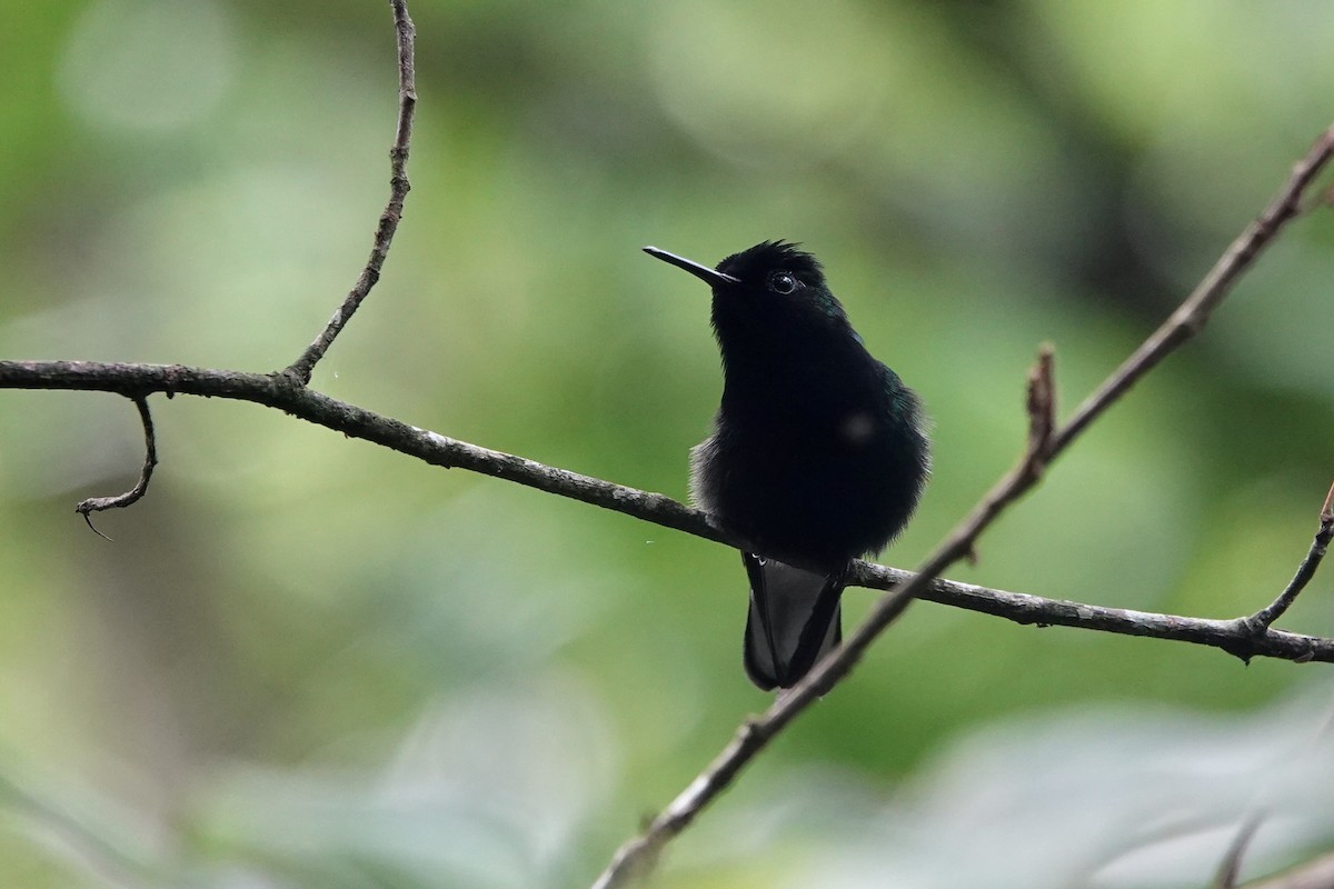 Black-bellied Hummingbird - ML637608409