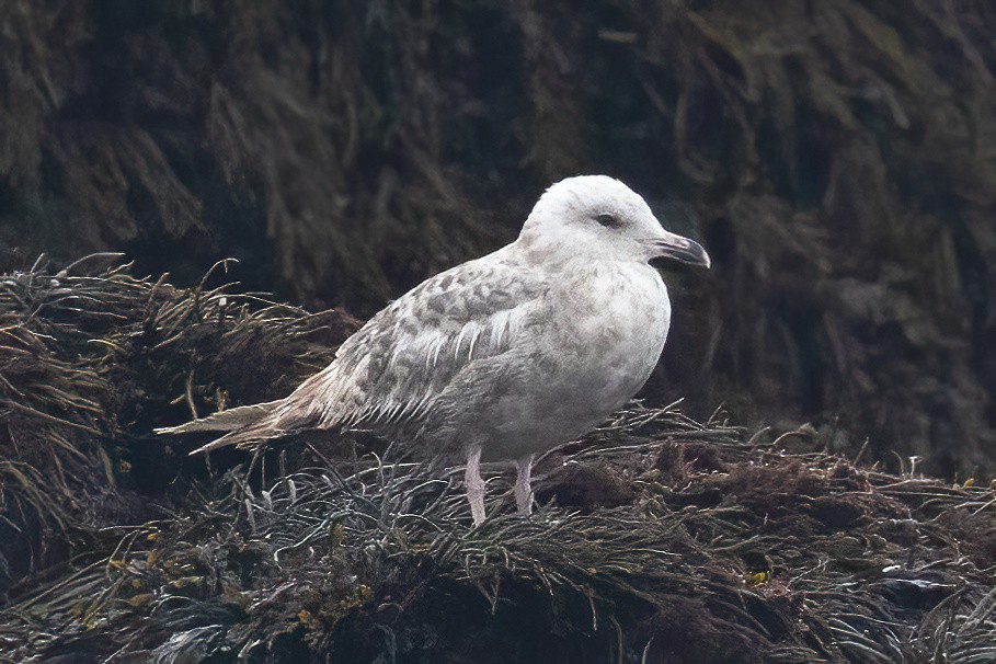 Great Black-backed Gull - ML637608428