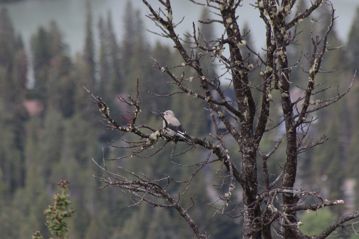 Clark's Nutcracker - ML637608440