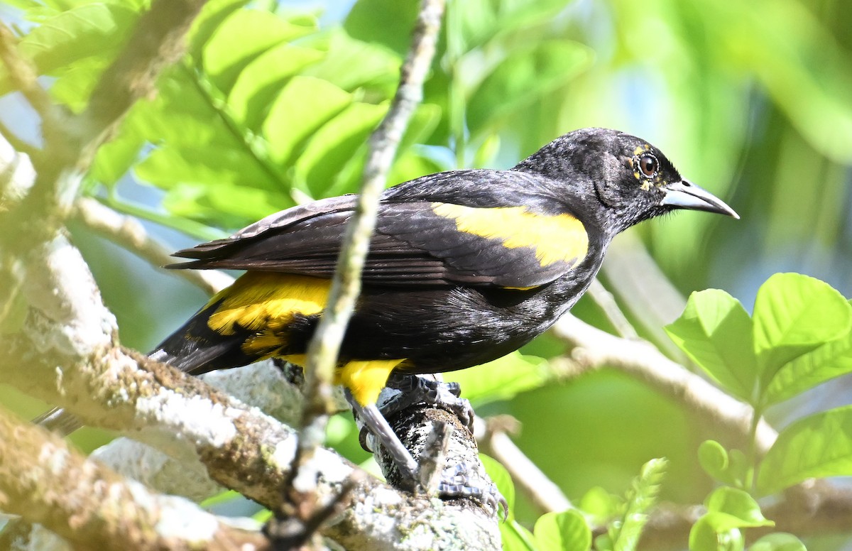 Cuban Oriole - ML637608443