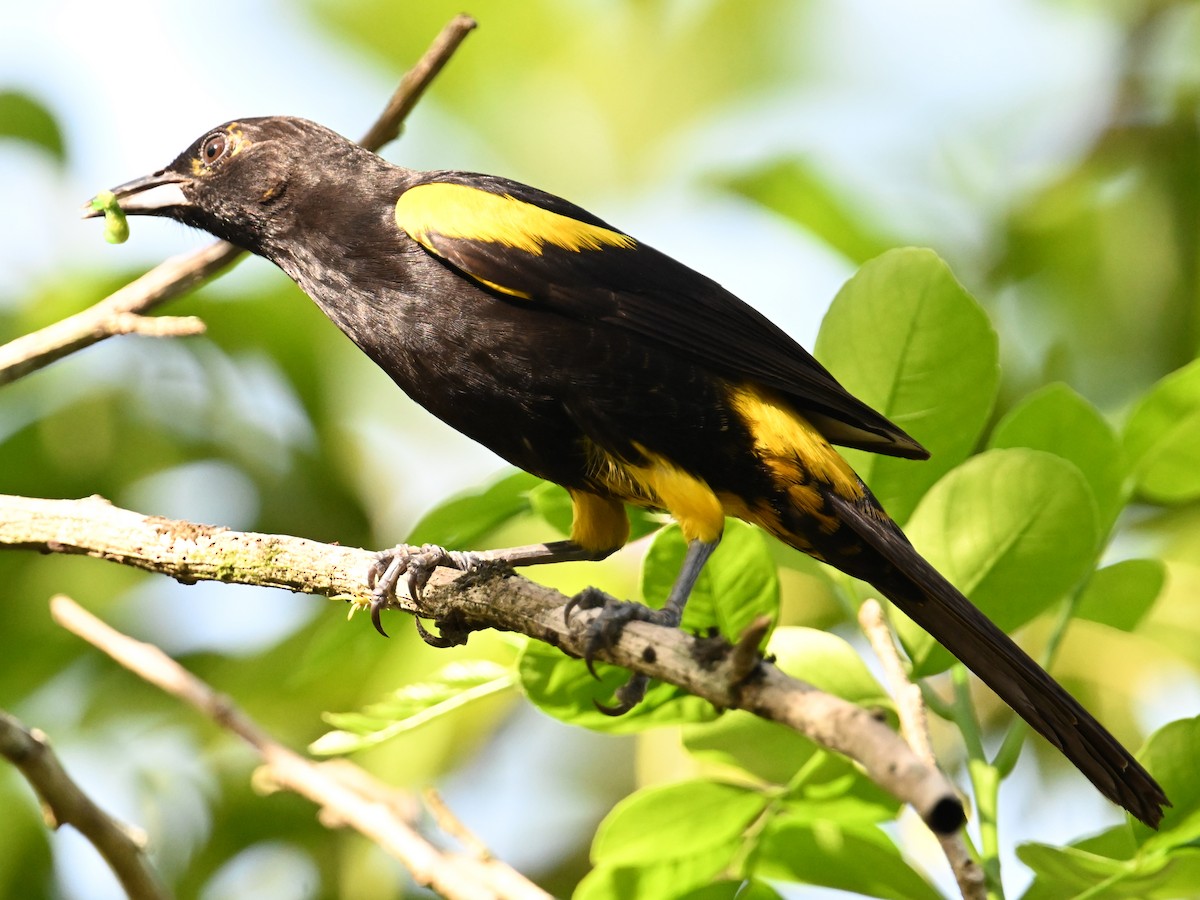 Cuban Oriole - ML637608444