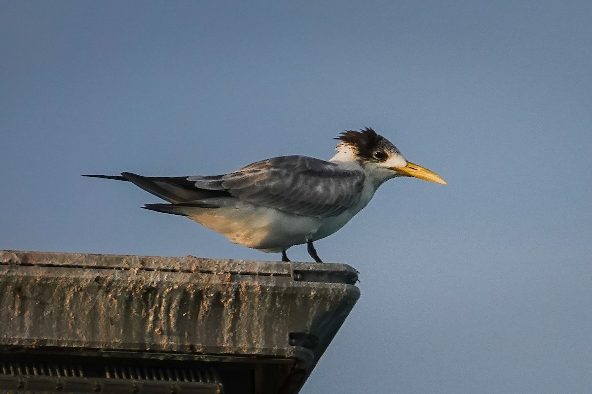 Great Crested Tern - ML637608447