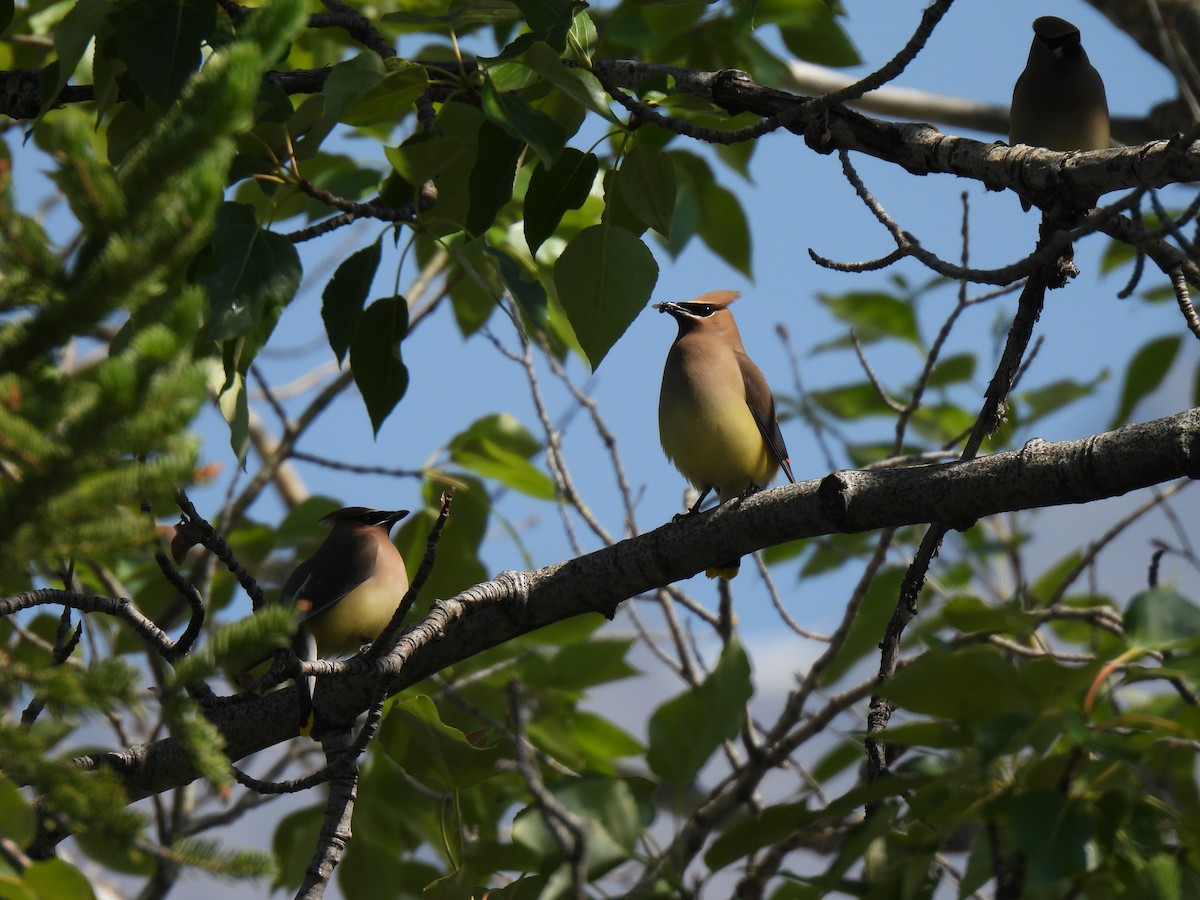 Cedar Waxwing - ML637608457