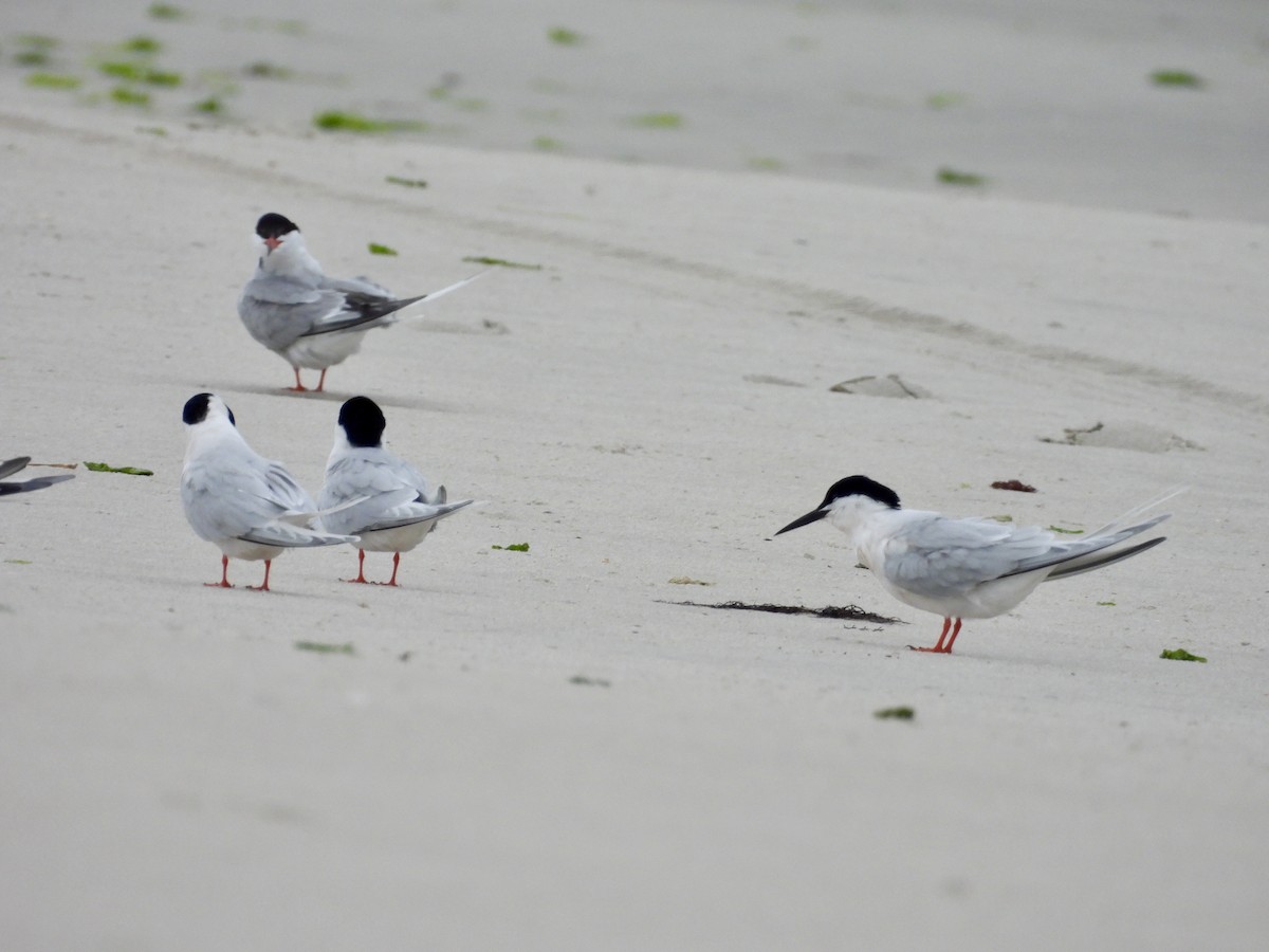 Roseate Tern - ML637608497