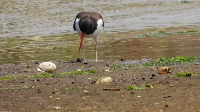 American Oystercatcher - ML637608503