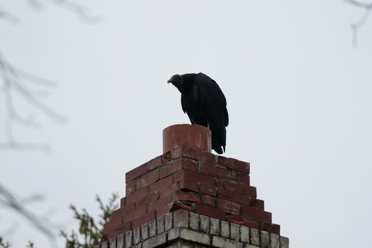 Black Vulture - ML637608511