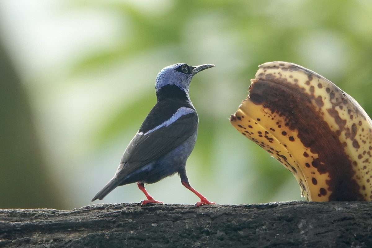 Red-legged Honeycreeper - ML637608534