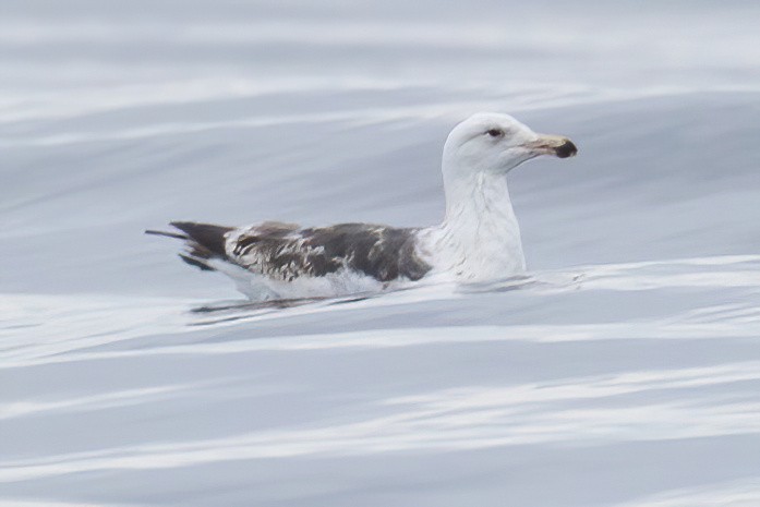 Great Black-backed Gull - ML637608540