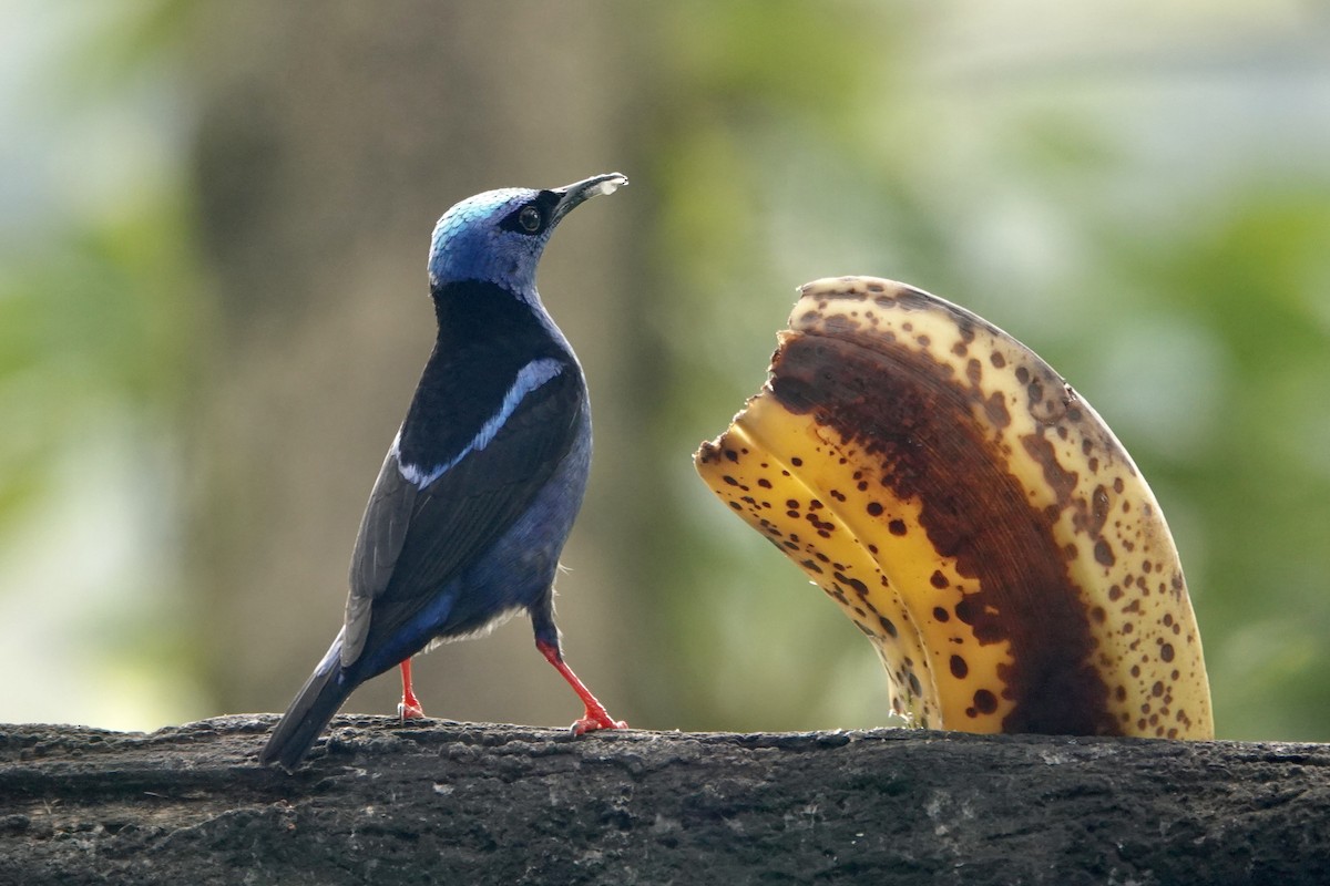Red-legged Honeycreeper - ML637608541