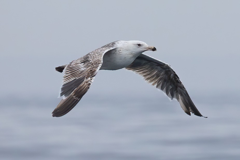 Great Black-backed Gull - ML637608543