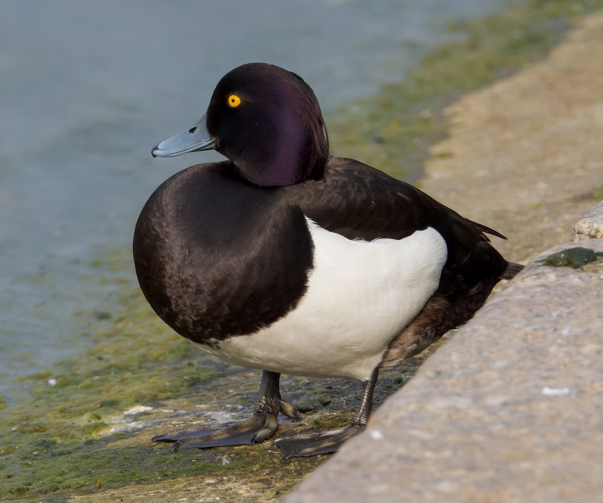Tufted Duck - ML637608545