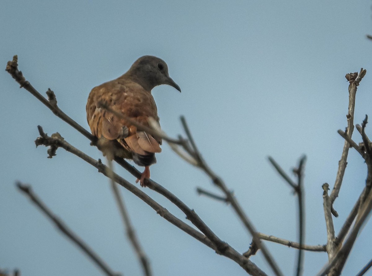 Ruddy Ground Dove - ML637608585