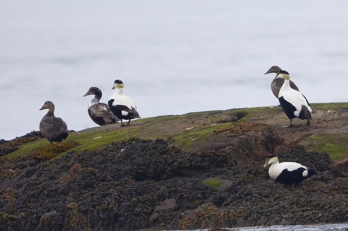 Common Eider - ML637608593