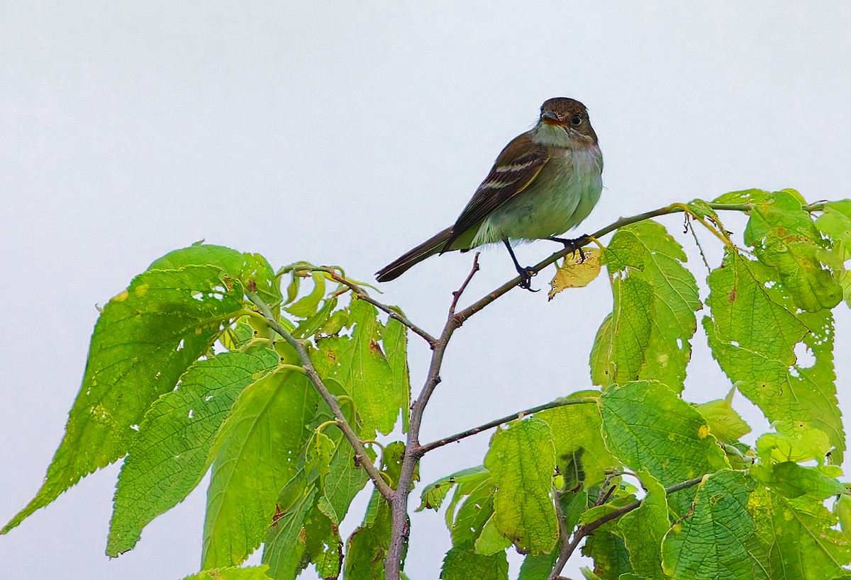 Willow Flycatcher - ML637608603