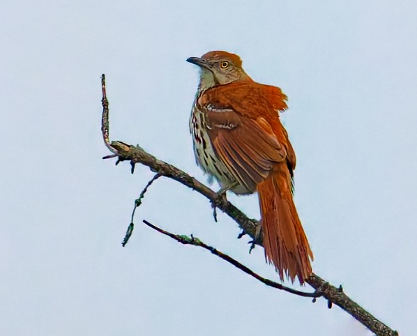 Brown Thrasher - ML637608608