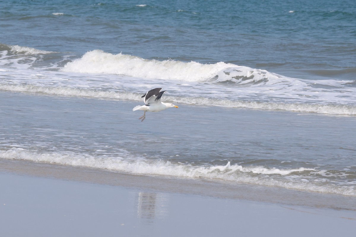 Great Black-backed Gull - ML637608614