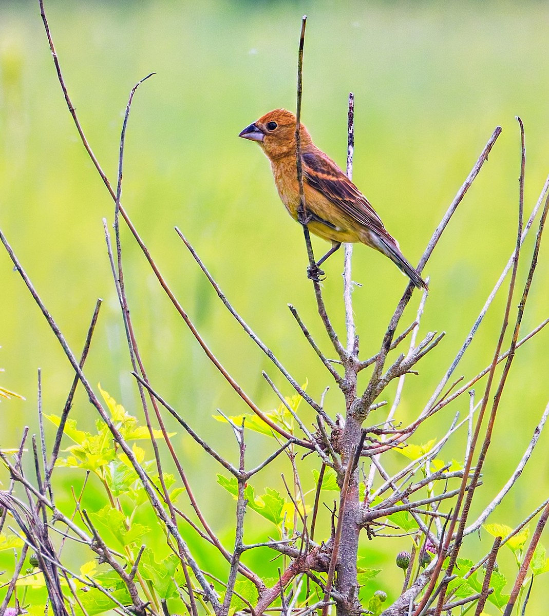 Blue Grosbeak - ML637608636