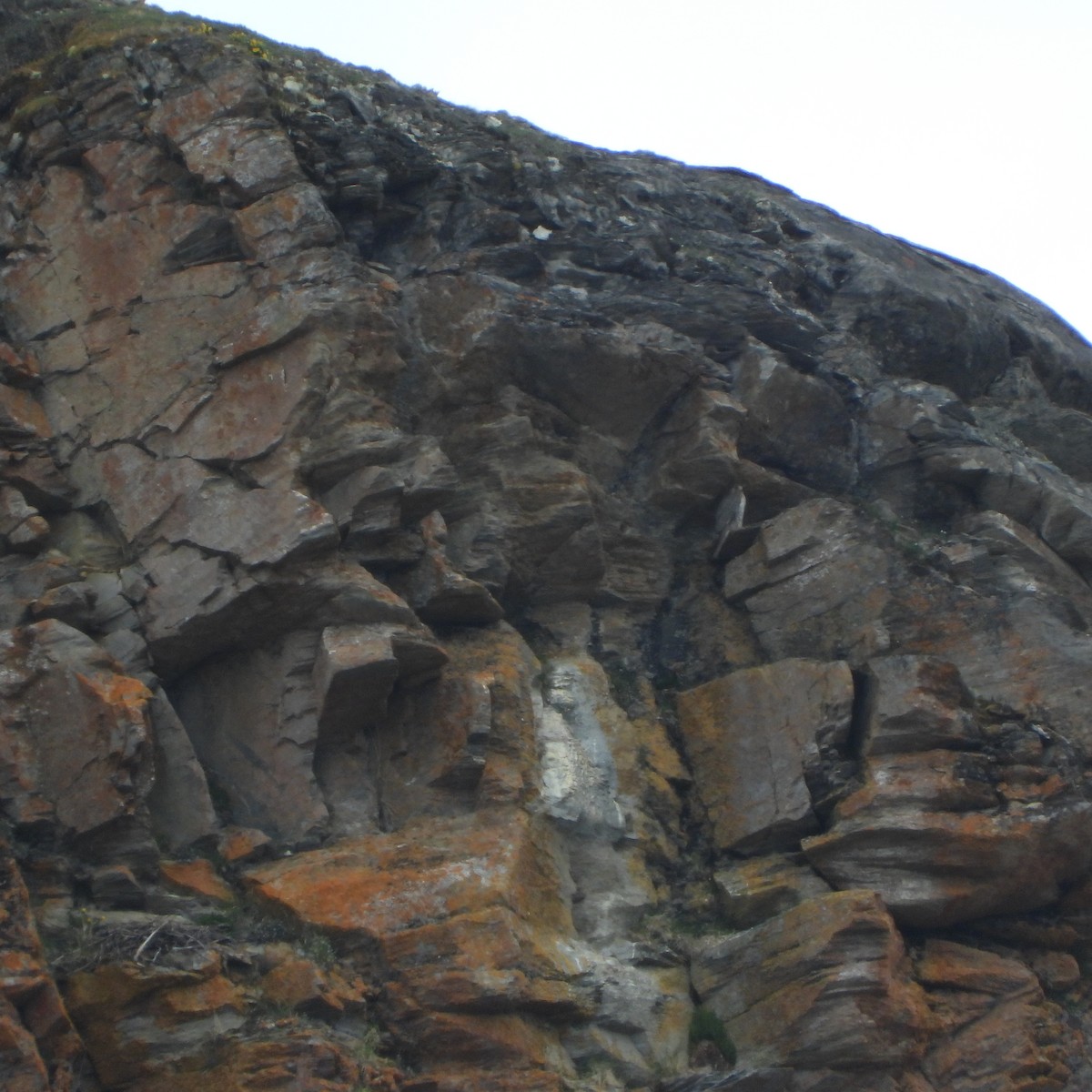 Gyrfalcon - ML637608648