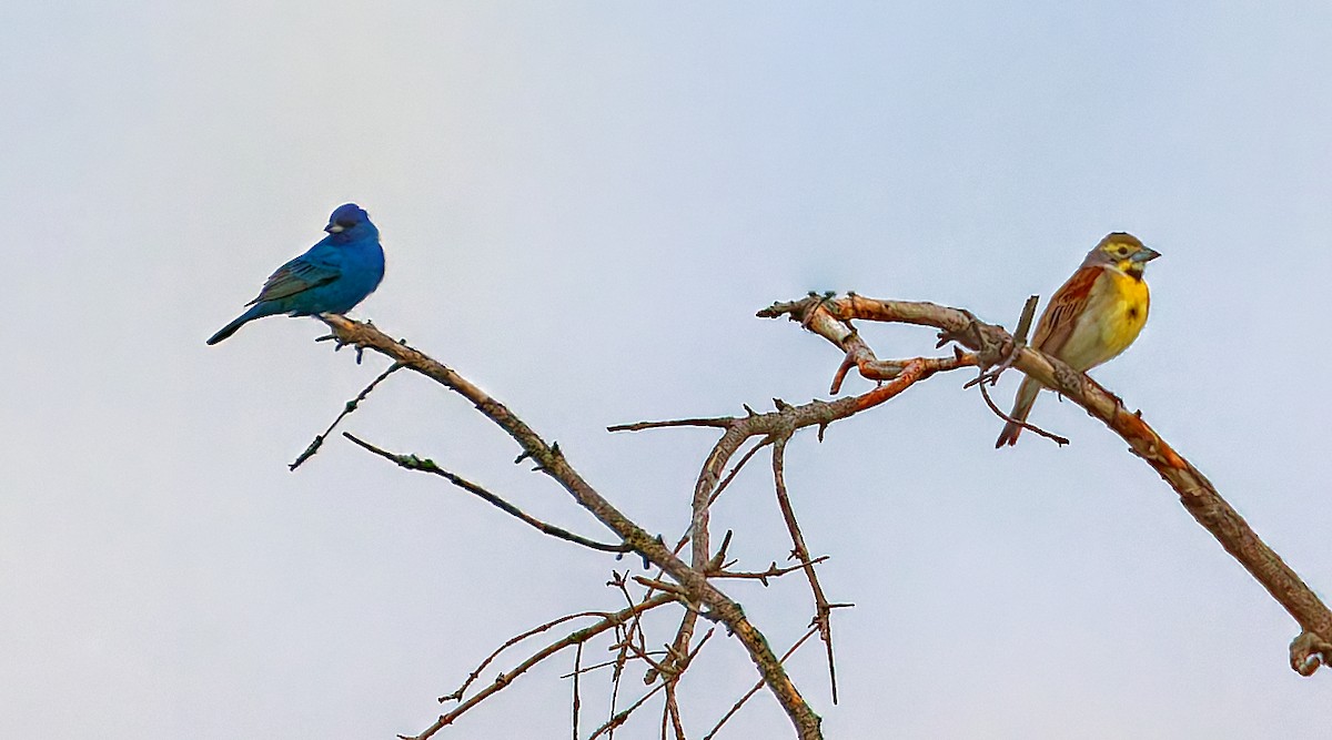 Indigo Bunting - ML637608649