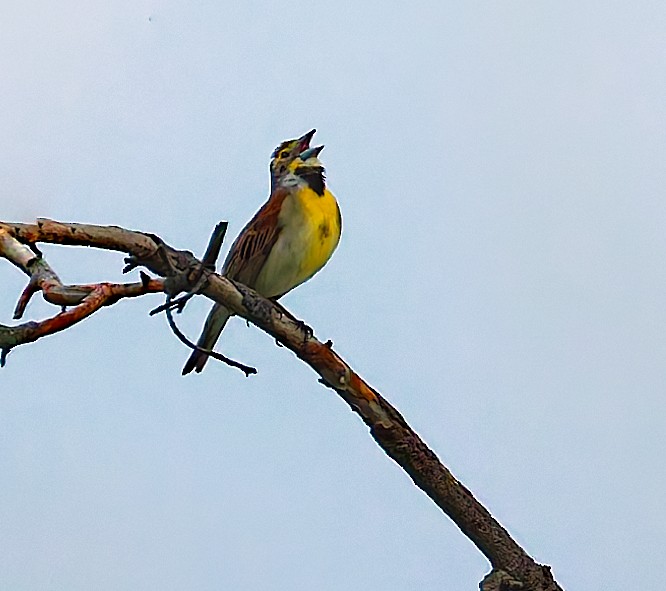 Dickcissel - ML637608671