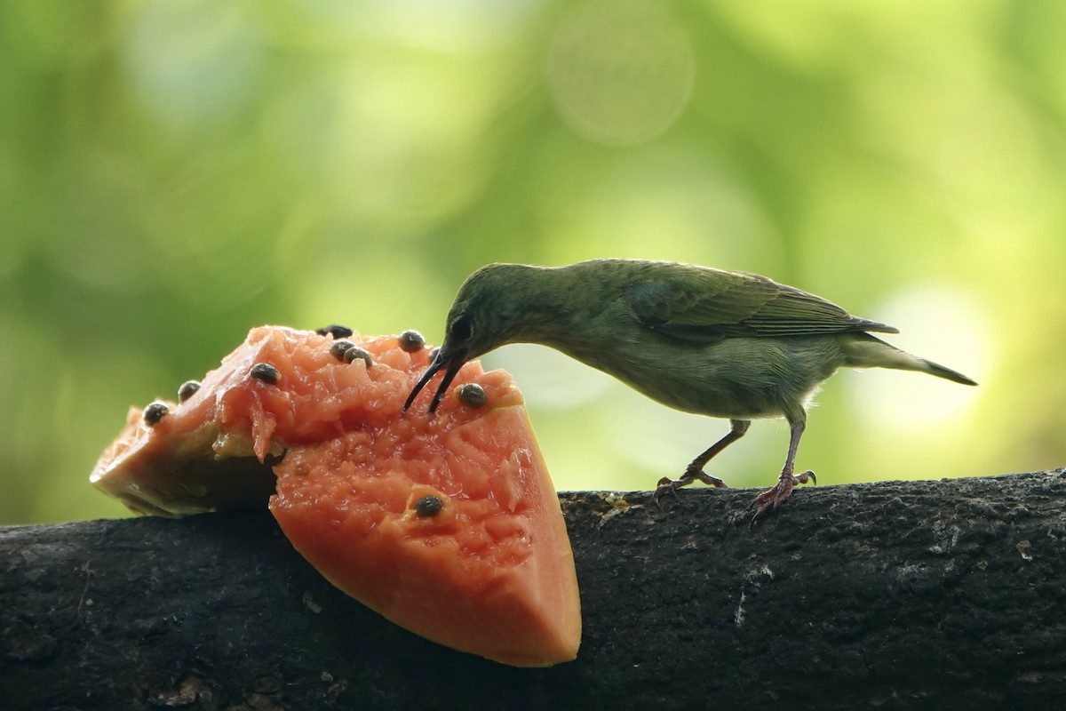 Red-legged Honeycreeper - ML637608698