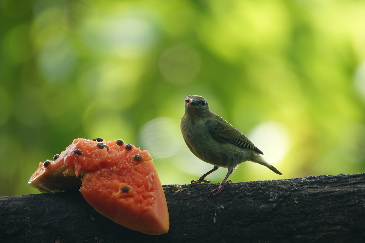 Red-legged Honeycreeper - ML637608703