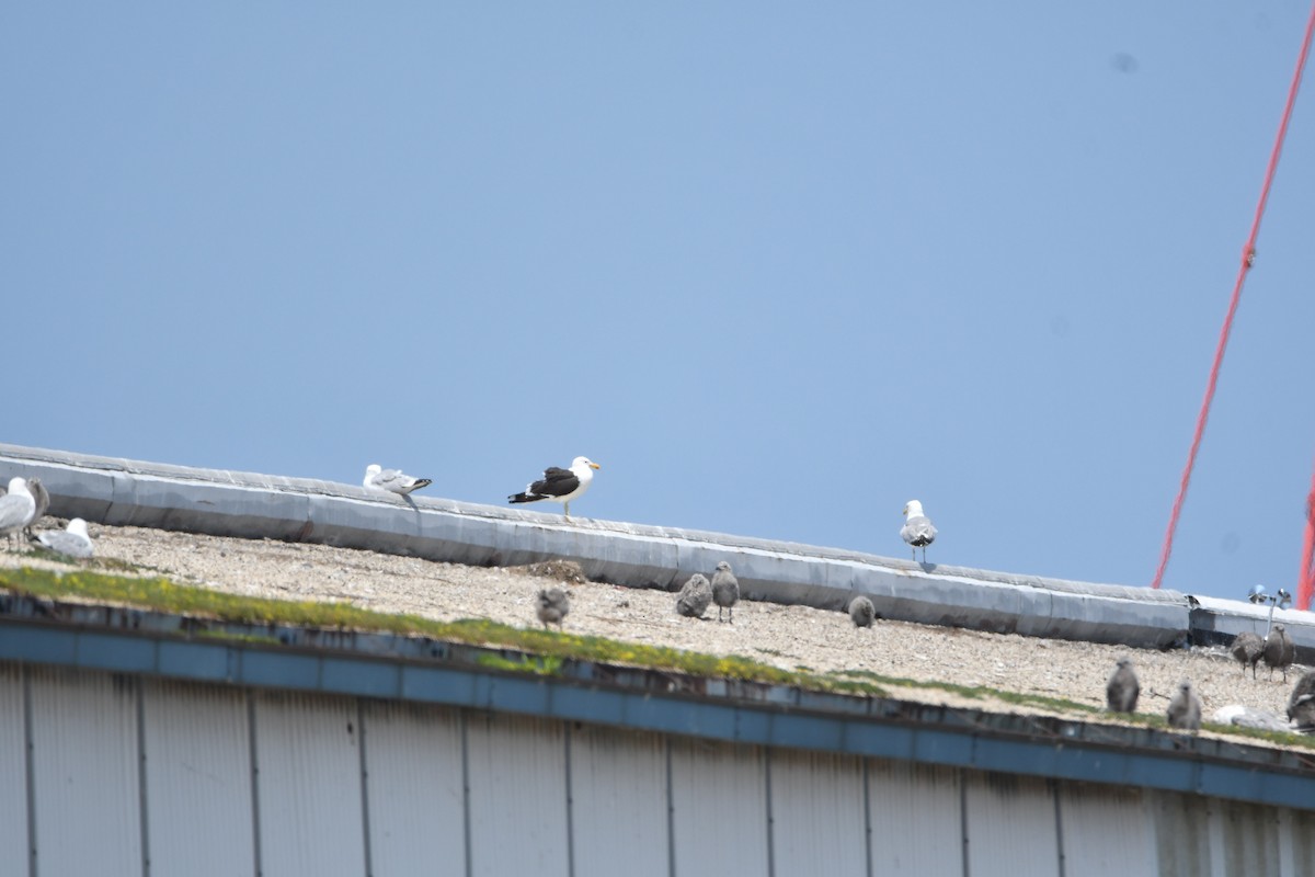 Kelp Gull - ML637608708