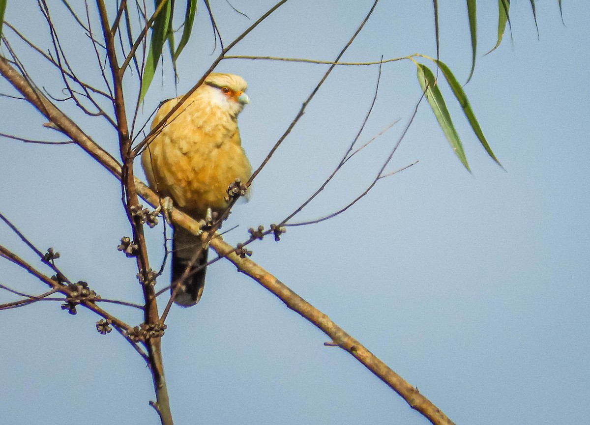 Yellow-headed Caracara - ML637608713