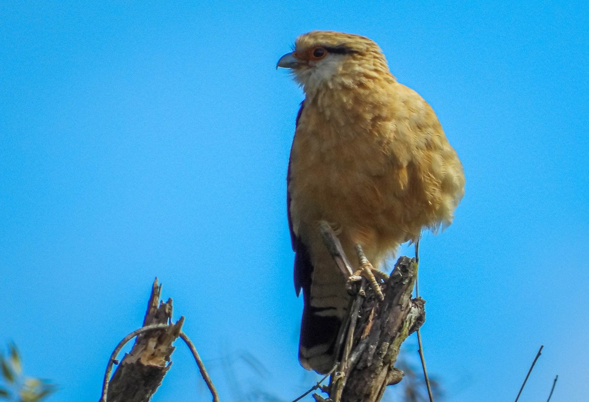 Yellow-headed Caracara - ML637608714