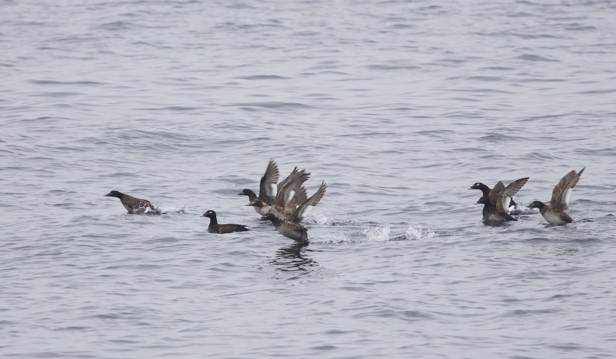 White-winged Scoter - ML637608717
