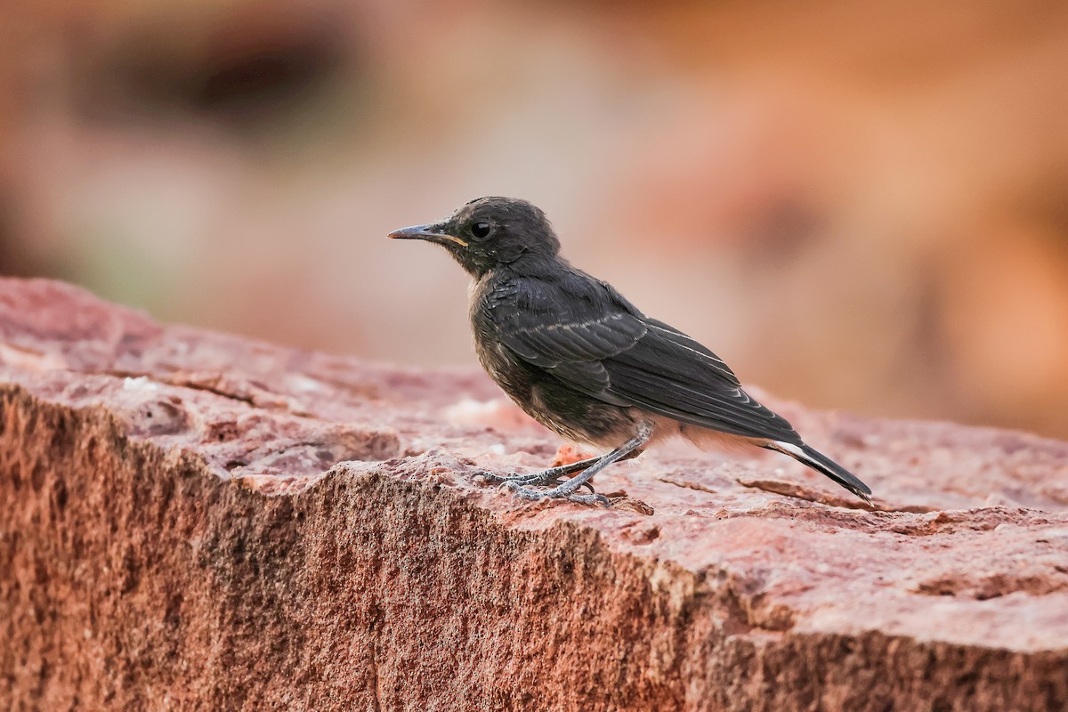 Mountain Chat - ML637608728