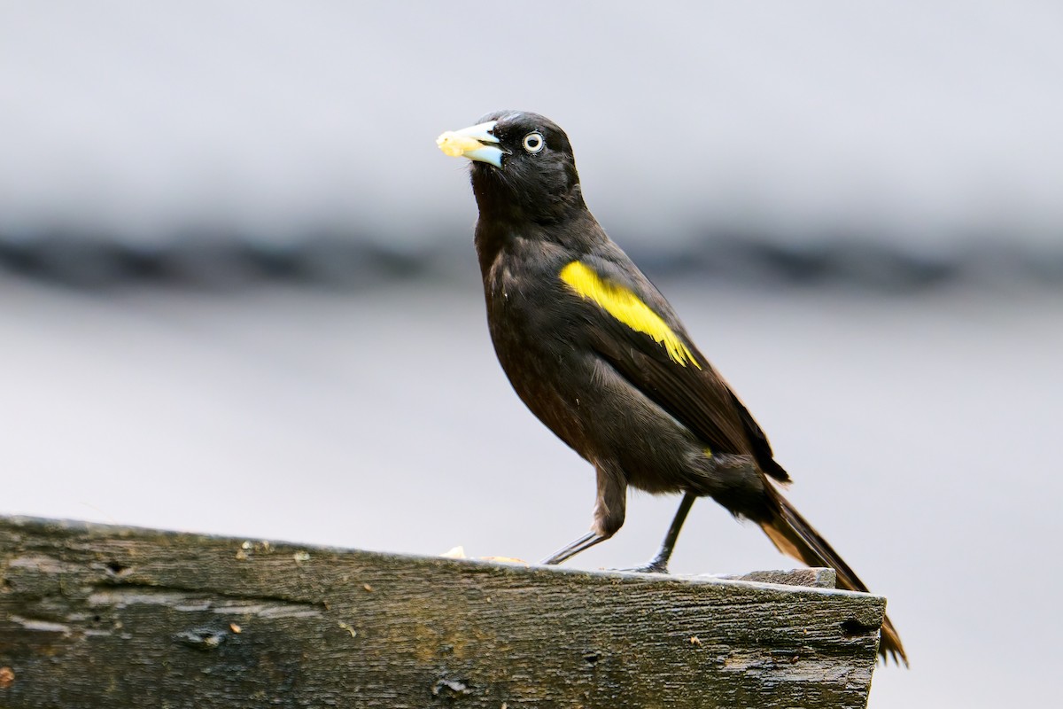 Golden-winged Cacique - ML637608733